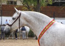 X PICARA DE RAMOS, CAMPEONA JOVEN ZAFRA